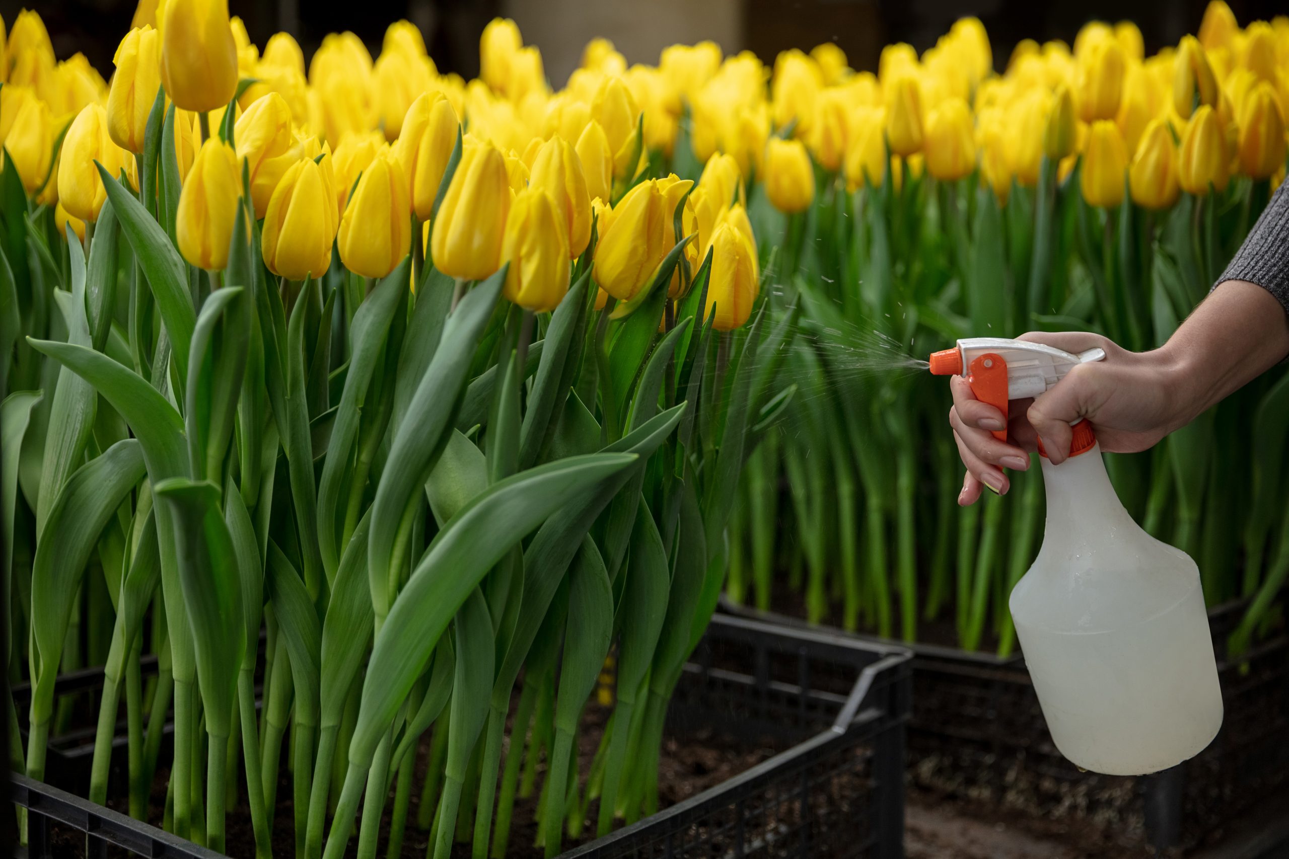 Growing tulips in a greenhouse - crafted manufacture for your celebration. Selected spring flowers in shiny yellow colors. Mother's, woman's day, preparation for holidays, brightful colors. Plants care.