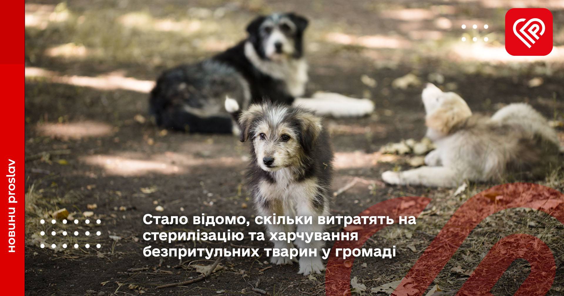 Стало відомо, скільки витратять на стерилізацію та харчування безпритульних тварин у громаді