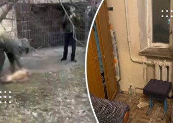 У Борисполі чоловік викинув собаку через вікно багатоповерхівки: на жаль чотирилапий не вижив