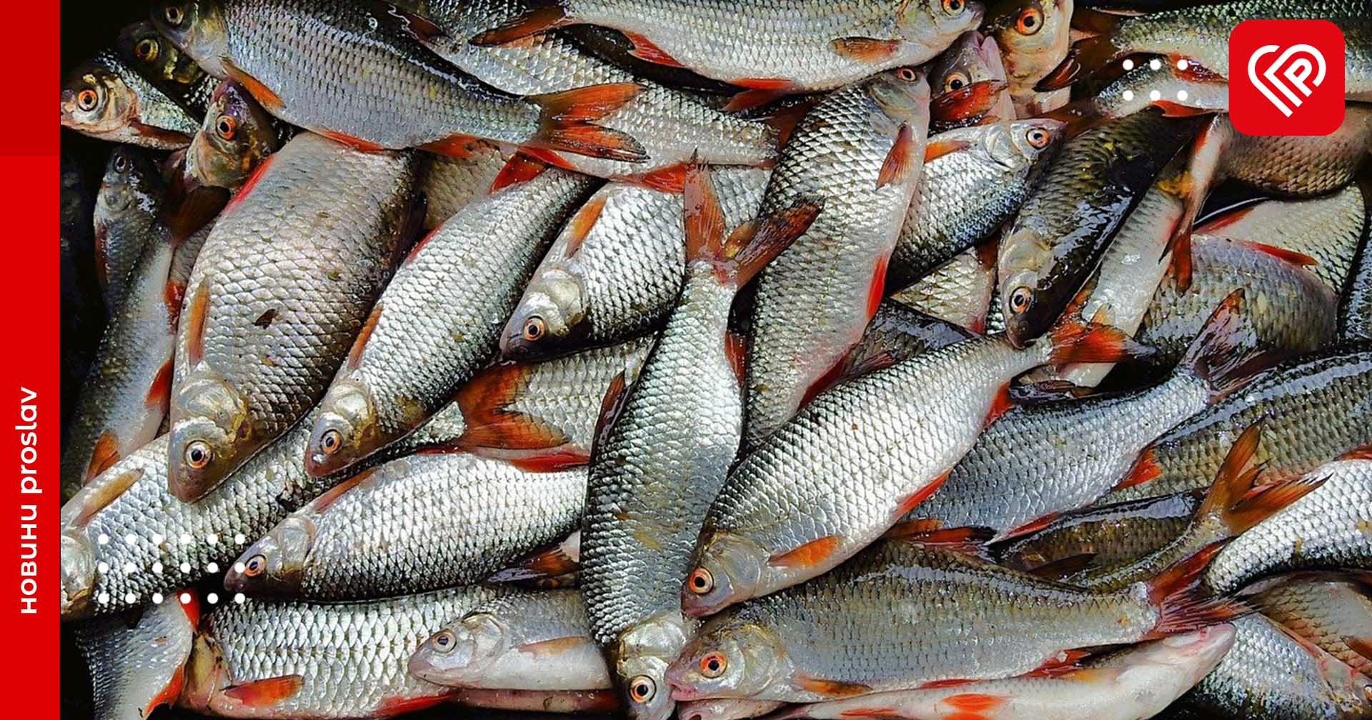 З 1 квітня вводиться заборона вилову риби: які введено штрафи