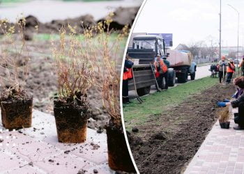 На центральній вулиці Переяслава висадили понад 1000 кущів спіреї: озеленення міста триває