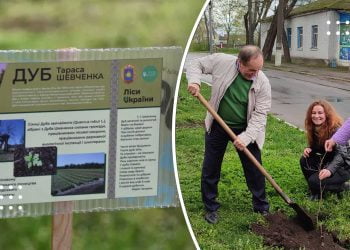 У Переяславі висадили саджанці шевченківських дубів: де саме та яка їх історія