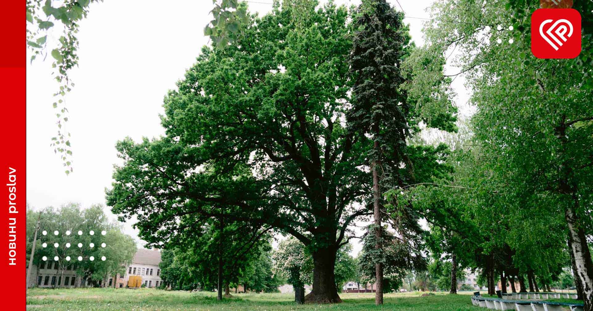 У Переяславі оновили перелік дерев, які є природно-культурною спадщиною краю: розповідаємо чому це важливо