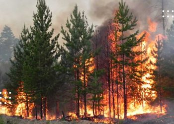 Синоптики попереджають про високий рівень пожежної небезпеки на Київщині