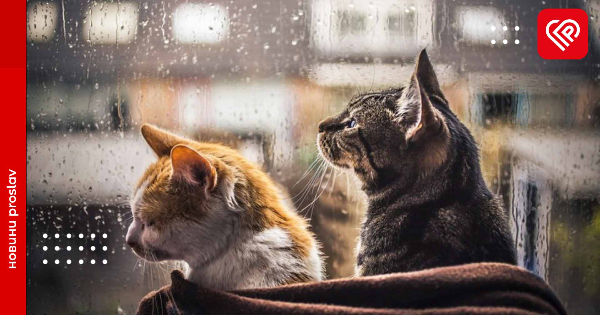 Знову задощить: синоптики спрогнозували якою буде погода на Київщині 26 січня