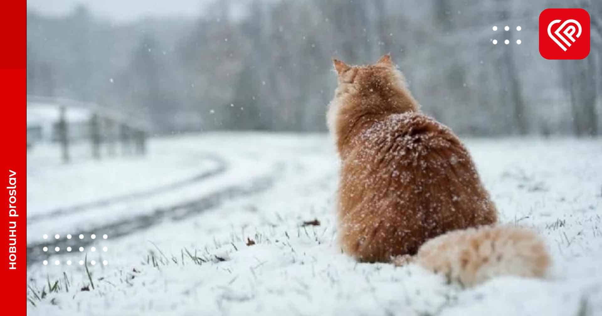 Сніг та помірний мороз: прогноз погоди на Київщині у передостанню неділю січня