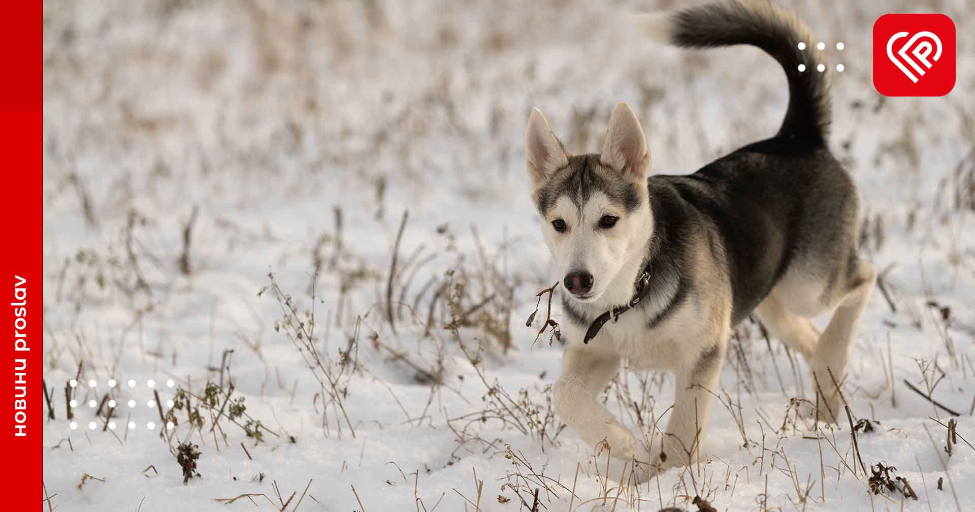 Ожеледиця і сильний вітер: синоптики попередили про небезпечні погодні умови на Київщині