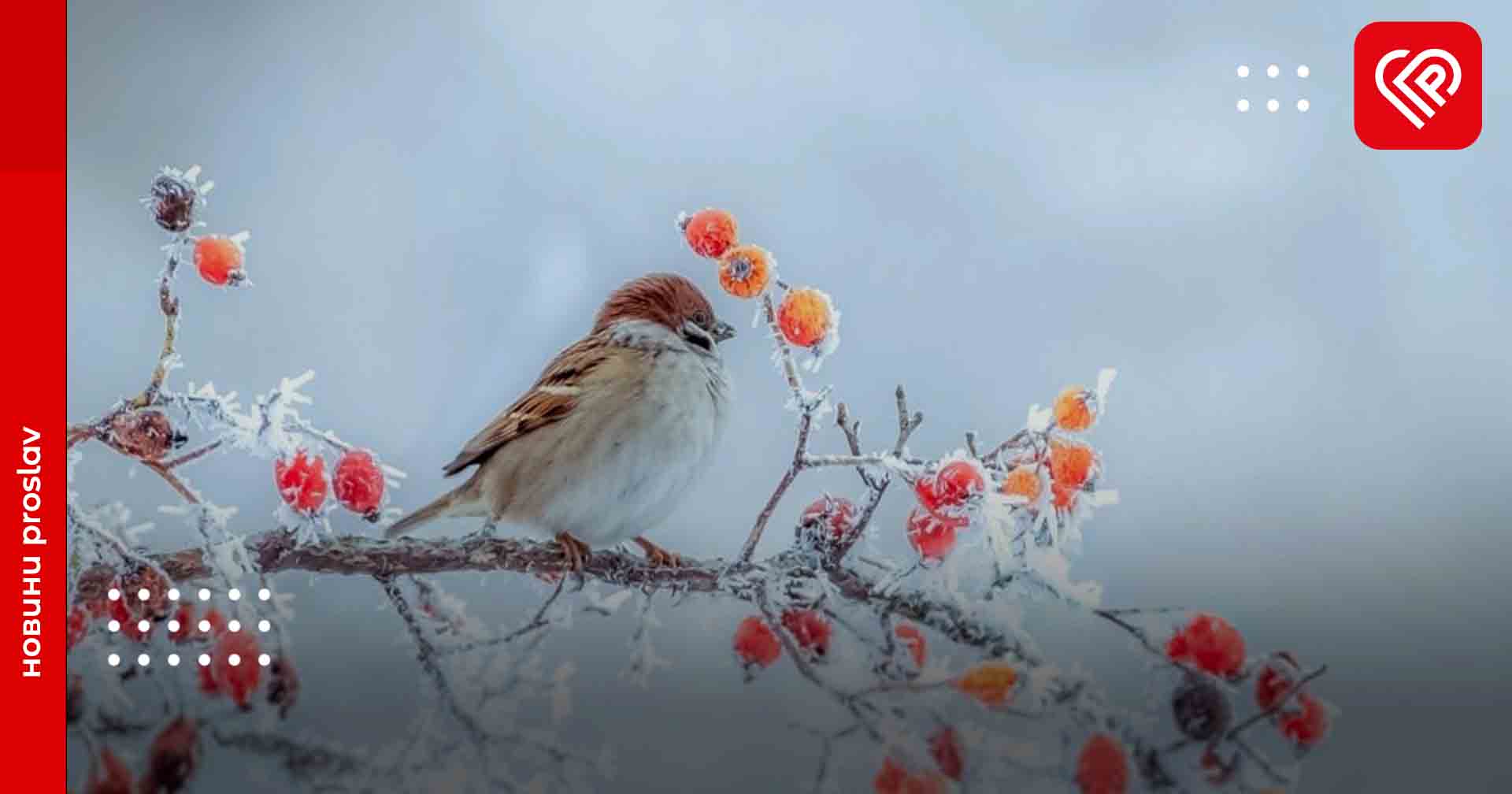 Протягом тижня на Київщині утримуватиметься морозна погода, місцями випаде невеликий сніг – Український гідрометцентр