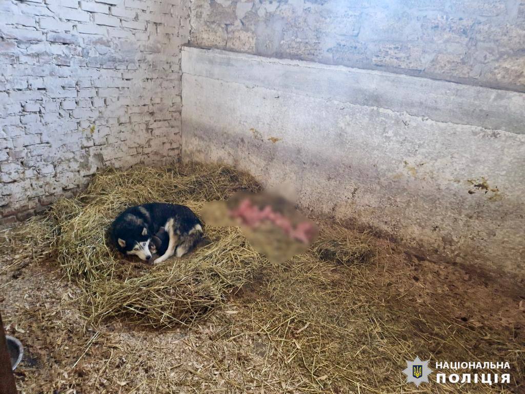 У одному з притулків Київщини жорстоко поводились із тваринами: розпочато кримінальне провадження