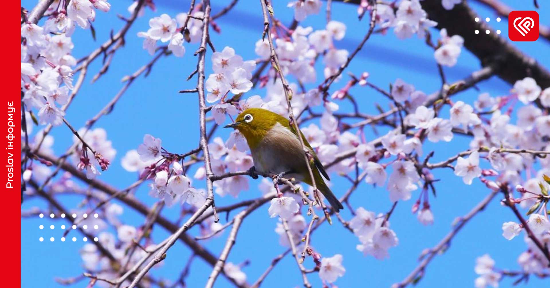 На Київщині 9 березня повітря прогріється до 18 градусів: прогноз погоди