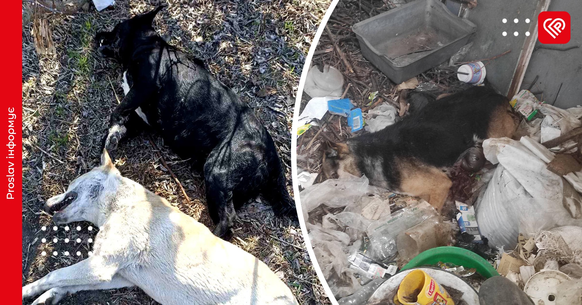 У Переяславі знаходять закатованих і отруєних собак: зоозахисники шукають злочинців