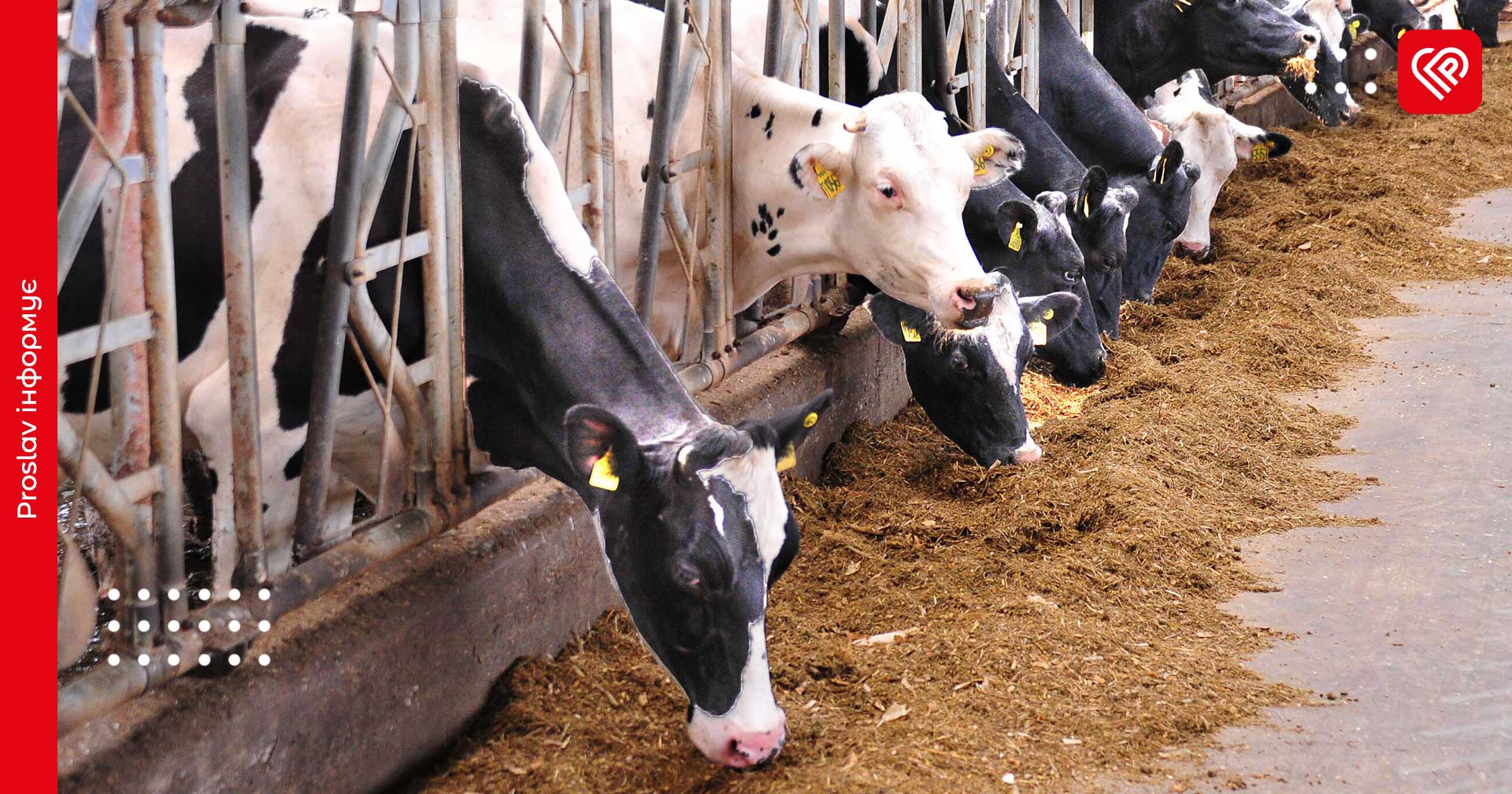 Фермери можуть отримати суттєві дотації за кожну корову: триває прийом заявок