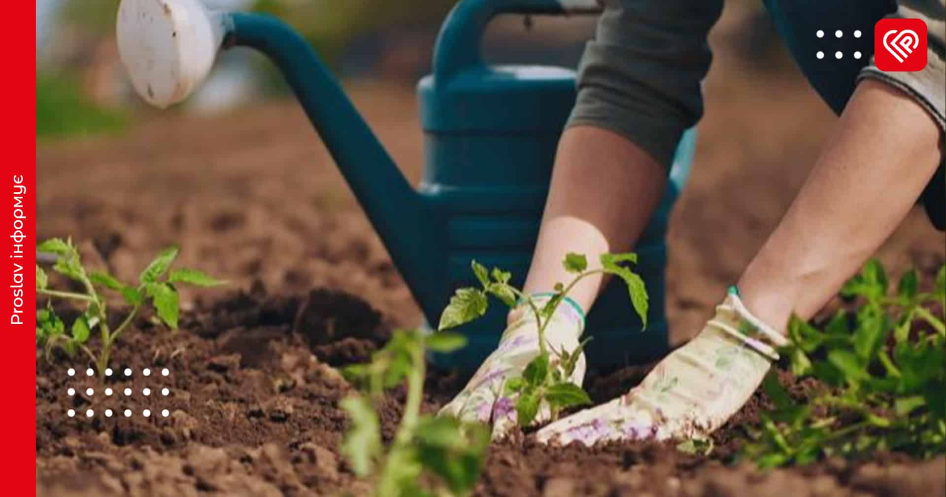 Посівний календар на червень 2025: що і коли садити на городі для найкращого врожаю