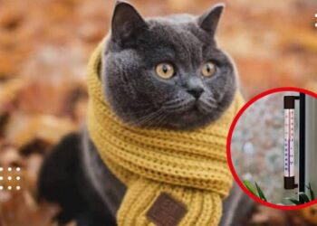 Вночі на Київщині температура опуститься до 0 градусів: у гідрометцентрі зробили прогноз погоди на 14 листопада