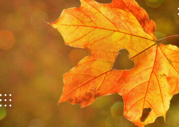 Прогноз погоди: синоптики попередили про невеликий дощ 10 листопада на Київщині