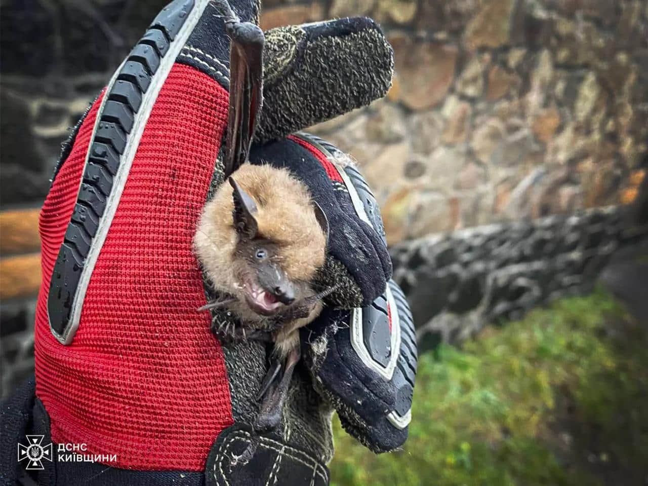 переяслав кажан дснс